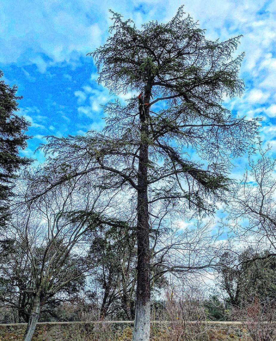 Poda de árboles talas controladas Guipúzcoa Arboricultura