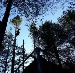 TALA Y PODA EN ALTURA DE ÁRBOLES Guipúzcoa 