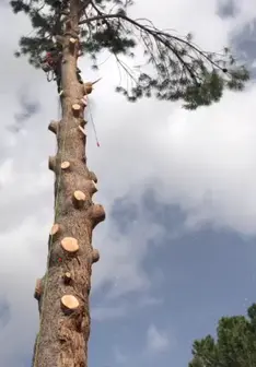 Tala y poda en altura de árboles en Guipúzcoa y provincia