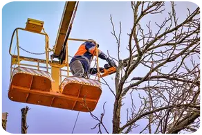 Podas de altura Guipúzcoa, y provincia Arboricultura