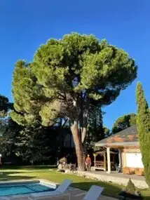 Tala y poda en Altura de árboles en Guipúzcoa y provincia